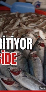 Palamut bolluğu bitiyor, gözler hamside
