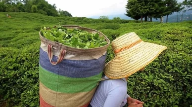 ÇAYKUR'un yeni kararı: Yaş çay alımında kontenjan sistemi başlıyor