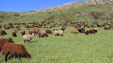 Cumaçay Yaylası'nda ilkbaharın gelişi coşkuyla karşılanıyor