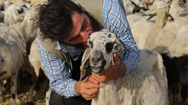 Şanlıurfalı çobanın Gülçin adlı ineğiyle olan sıcacık dostluğu gülümsetiyor