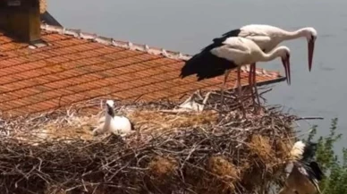 Tedavi gördükten sonra doğal yaşamına geri bırakılan 'Yaren' isimli leyleğin yavrusu tekrar koruma altına alındı