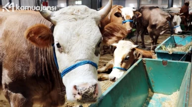 Kurban Keseceklere Uyarı: Kaçak Hayvanlara Dikkat!