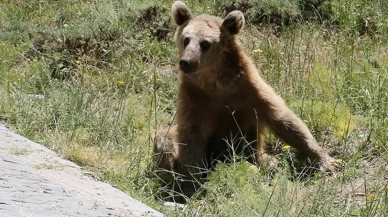 Nemrut Kalderası'na giden ziyaretçiler sürpriz bir şekilde bozayılarla karşılaştı