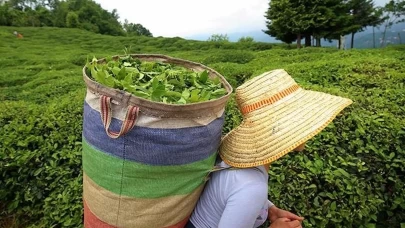 ÇAYKUR'un yeni kararı: Yaş çay alımında kontenjan sistemi başlıyor