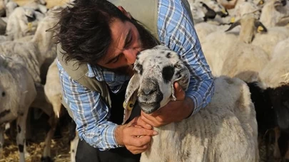 Şanlıurfalı çobanın Gülçin adlı ineğiyle olan sıcacık dostluğu gülümsetiyor