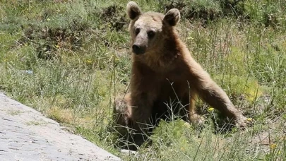 Nemrut Kalderası'na giden ziyaretçiler sürpriz bir şekilde bozayılarla karşılaştı