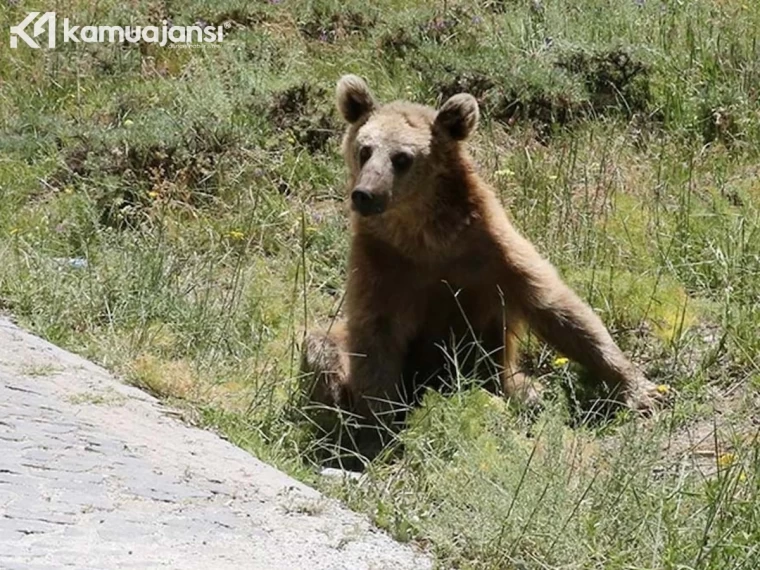 Nemrut Kalderası'na giden ziyaretçiler sürpriz bir şekilde bozayılarla karşılaştı