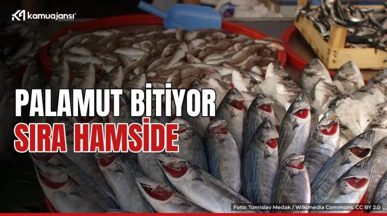 Palamut bolluğu bitiyor, gözler hamside